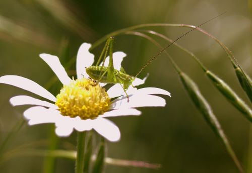 grasshopper green flower