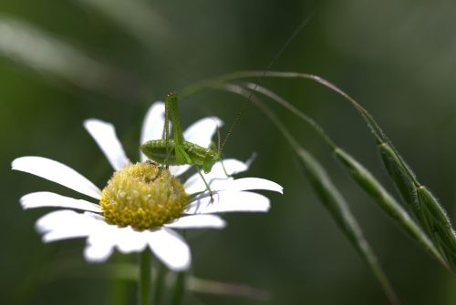 grasshopper green flower