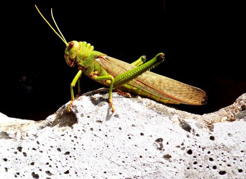 grasshopper insect nature