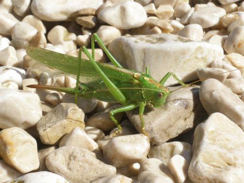 grasshopper insect macro