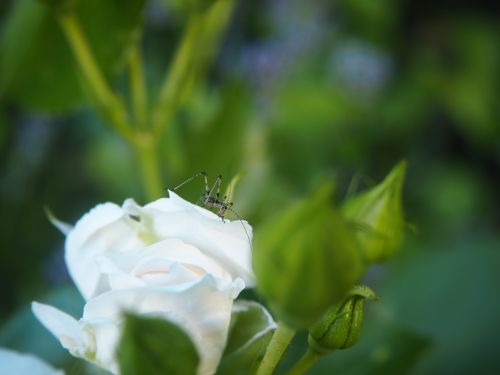 grasshopper insect garden