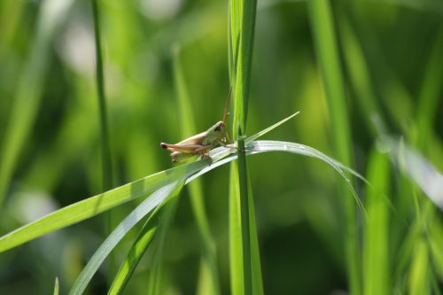 grasshopper viridissima grass