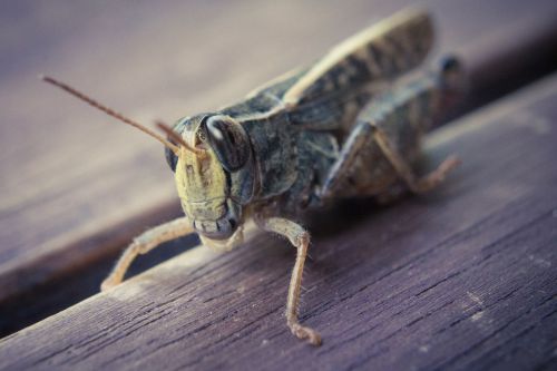grasshopper desert locust insect
