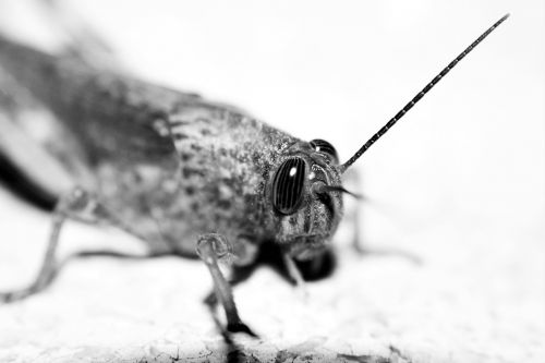grasshopper macro eyes
