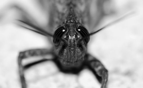 grasshopper macro eyes