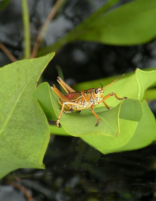 grasshopper lubber wildlife