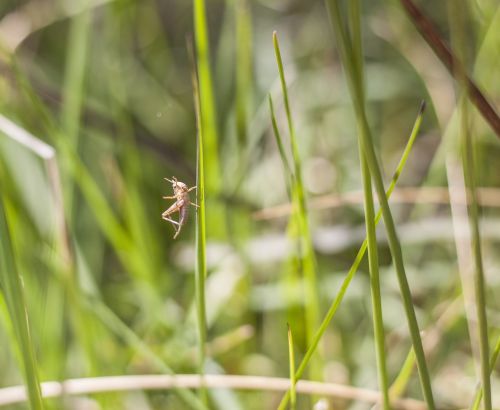 grasshopper wildlife nature