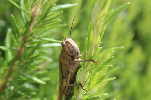 grasshopper detail insect