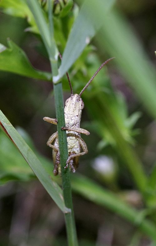 grasshopper insect tettigonia viridissima