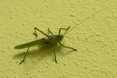 grasshopper tettigonia viridissima green