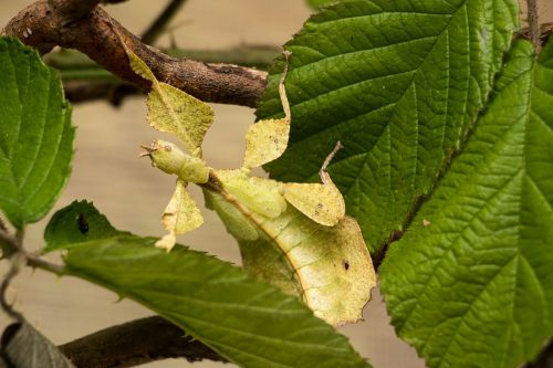 grasshopper leaf grasshopper insect
