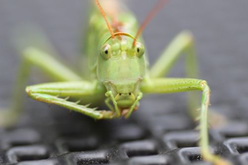 grasshopper insect grille