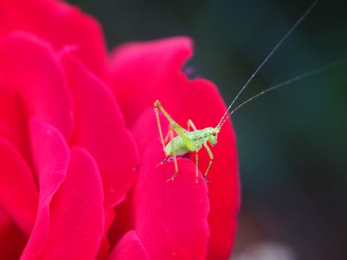 grasshopper insect garden