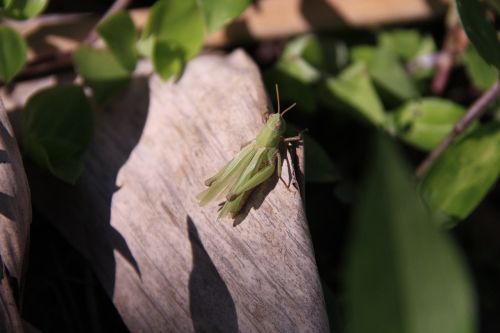 grasshopper nature garden