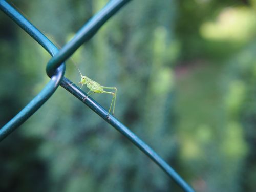 grasshopper insect garden