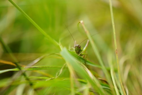 grasshopper grass macro