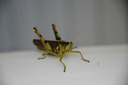 grasshopper ready green