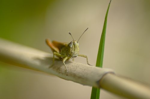 grasshopper insect close