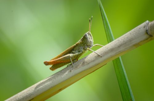 grasshopper insect close