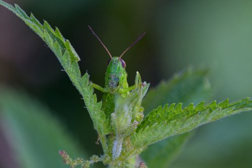 grasshopper viridissima green