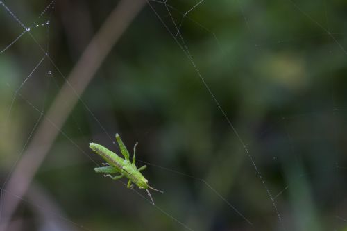 grasshopper in the network caught