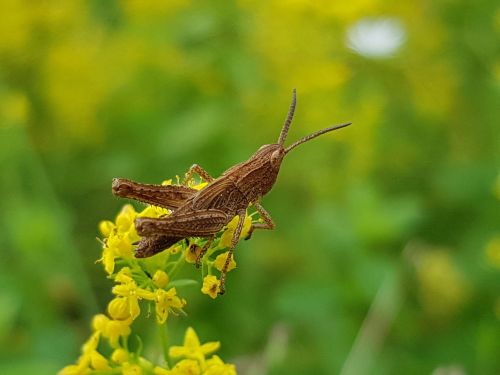 grasshopper nature yellow