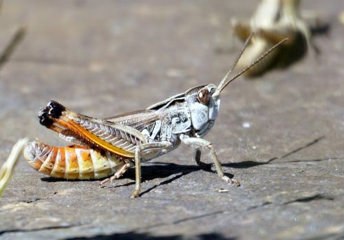 grasshopper animal insect