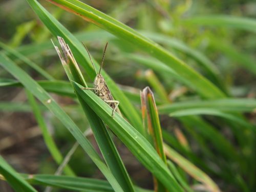 grasshopper grass blade of grass