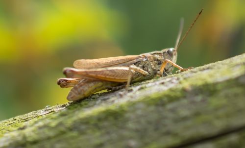 grasshopper macro insect