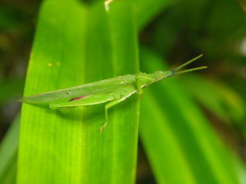 grasshopper green leaf
