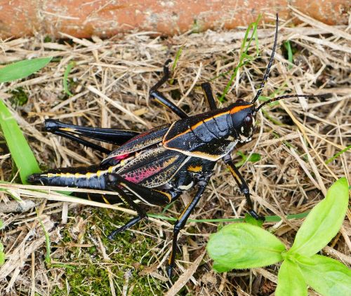 grasshopper black nature