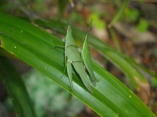 grasshopper green males
