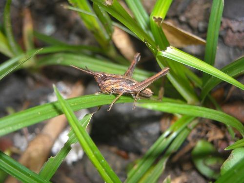 grasshopper brown grass