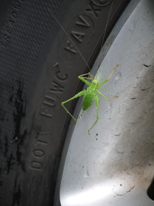 grasshopper green animal