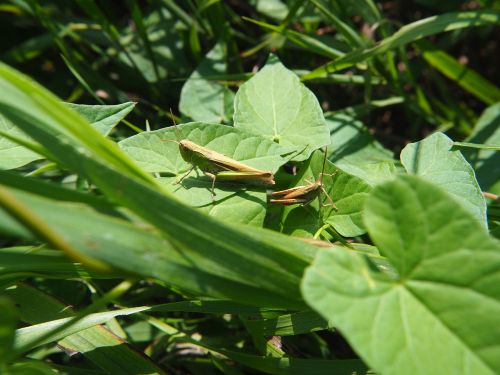 grasshopper grasshoppers insect