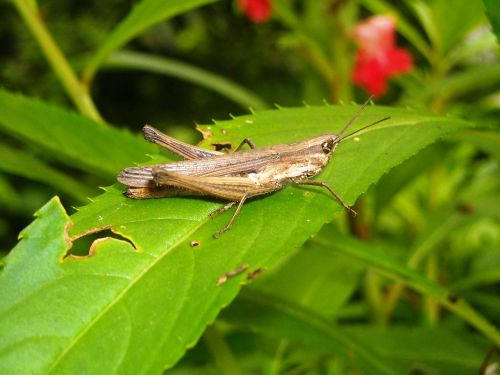 grasshopper brown leaf