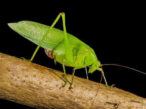 grasshopper close green