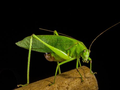 grasshopper insect close