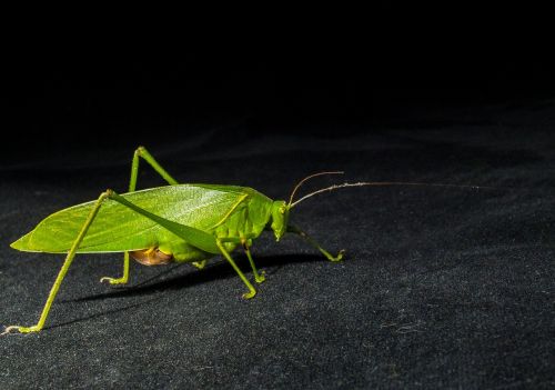 grasshopper insect close