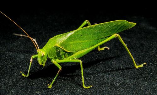 grasshopper insect close