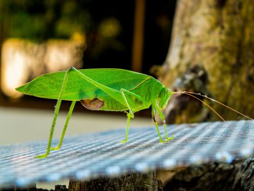 grasshopper insect close