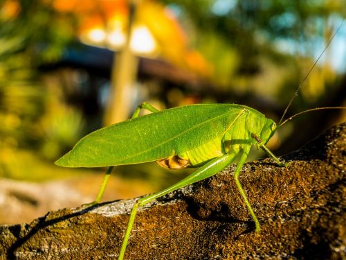 grasshopper insect close
