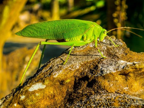 grasshopper close green