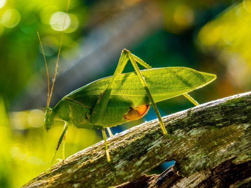 grasshopper insect close