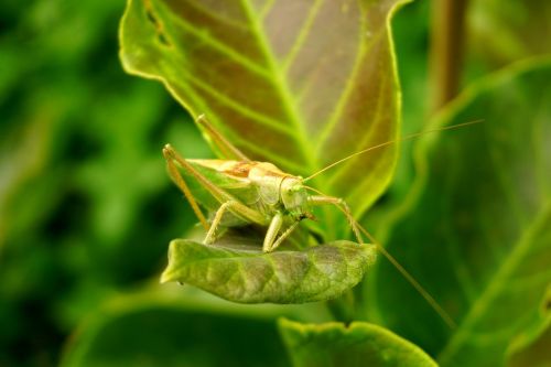 grasshopper leaf green