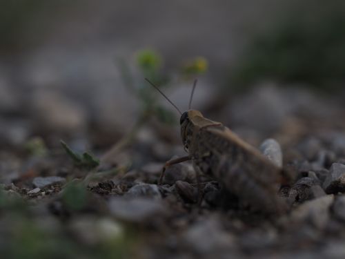 grasshopper nature animal