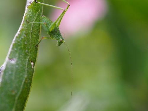 grasshopper insect green