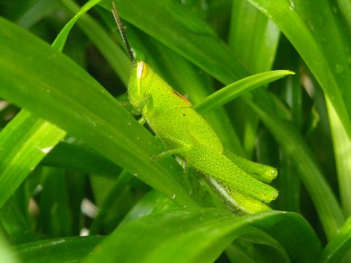 grasshopper green leaf