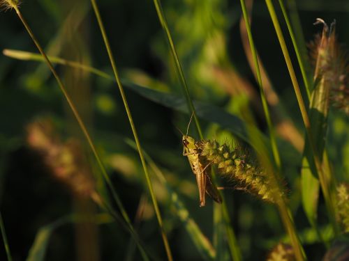 grasshopper flip green