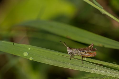 grasshopper grass forest